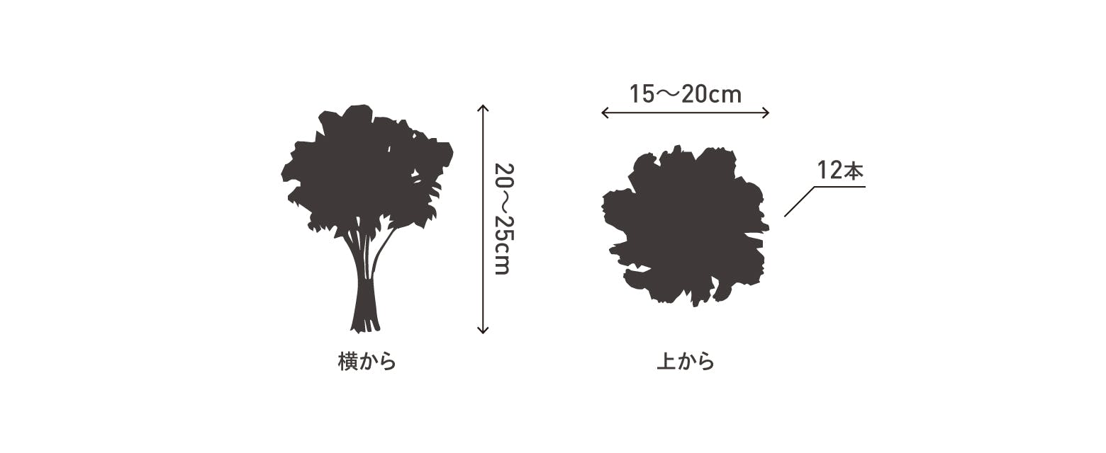 サイズ目安 高さ20〜25cm 幅15〜20cm 12本