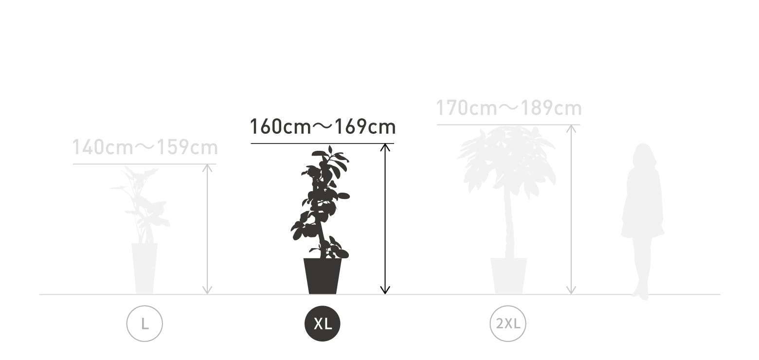 サイズ目安 XL 160〜169cm