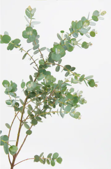 お花の定期便ギフト Hitohana ひとはな